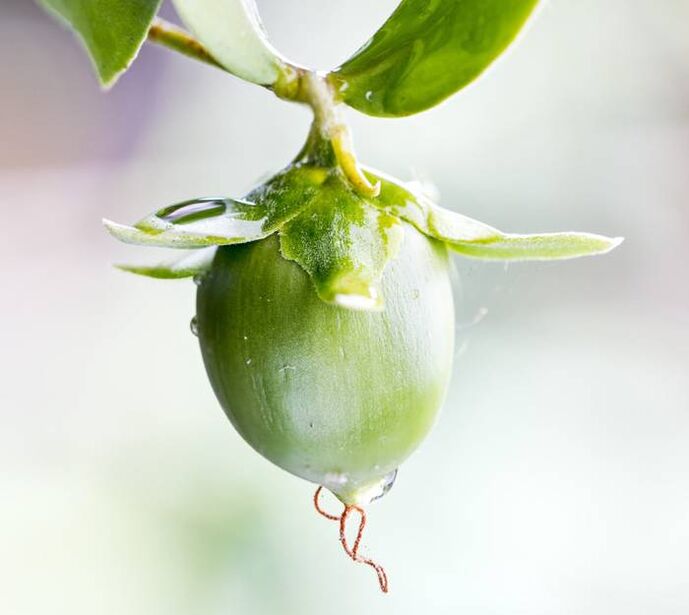 Minyak anti-kedut pelembap yang diperbuat daripada buah jojoba